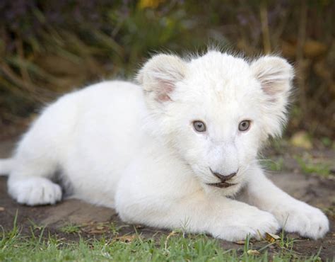 This little white cub is adorable | Albino animals in pictures | Pictures | Pics | Express.co.uk