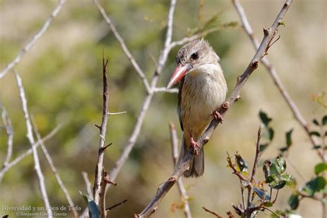 Alción cabecipardo (Halcyon albiventris). Un mal pescador.