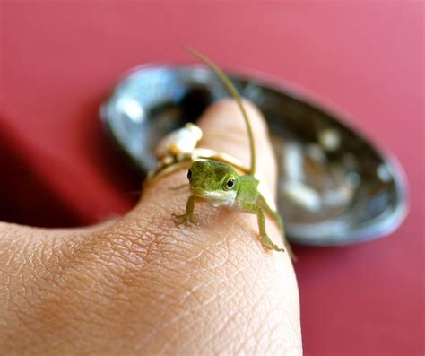 Friendly gecko in Florida Gecko, Florida, Friendly, Pinterest, Photography, Photograph, The ...