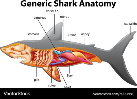 Generic shark anatomy chart Royalty Free Vector Image
