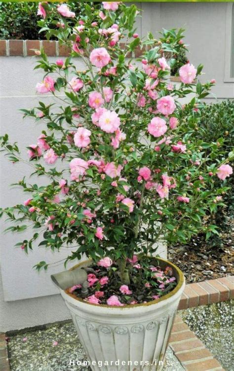 Amazing Camellia ideas for your garden – Care Information and Tips ...