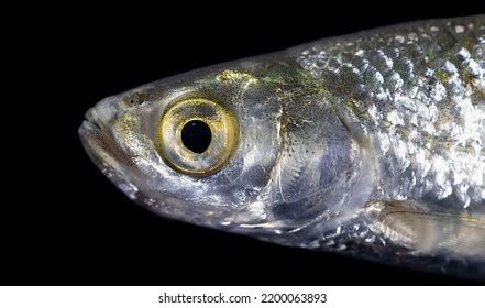 221 Silver Cyprinid Images, Stock Photos, 3D objects, & Vectors | Shutterstock