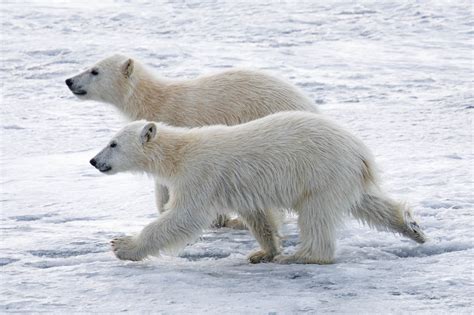 Polar Bear Svalbard Spitsbergen wildlife polar Arctic research ...