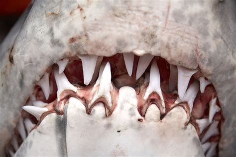 Watch Your Back This Shark Week: Top 10 Things You Didn’t Know About Sharks | TIME.com