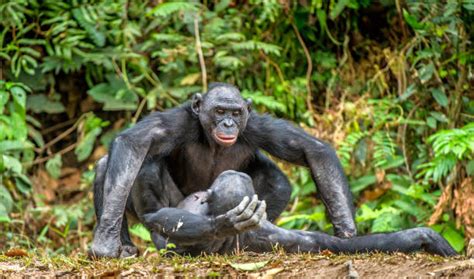 10+ Bonobo Couple Stock Photos, Pictures & Royalty-Free Images - iStock