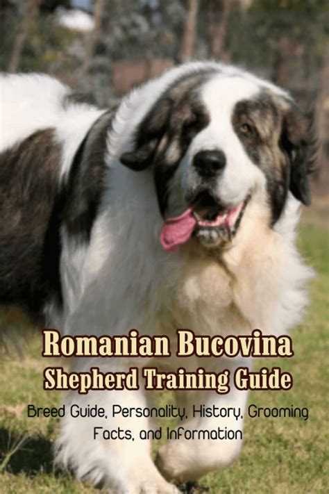 Romanian Bucovina Shepherd Training Guide: Breed Guide, Personality ...