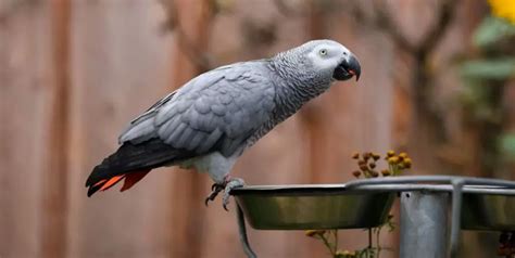 15 African Grey Parrot Care Guide Tips