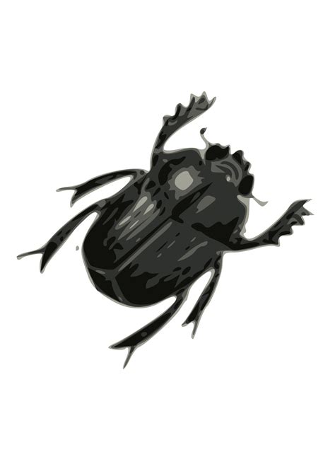 Beetle Clip art - bug PNG image png download - 1697*2400 - Free Transparent Beetle png Download ...