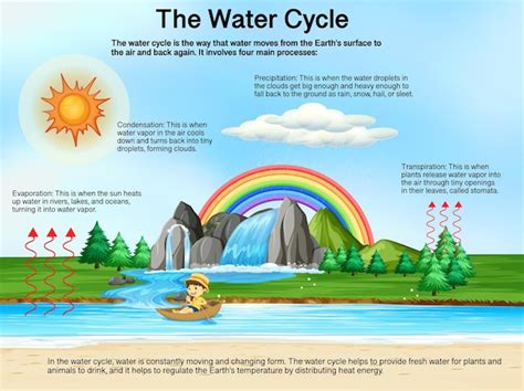 Free Vector | Frog Life Cycle Diagram