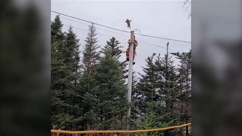 Coco the cat jumps from N.L. utility pole, survives | CTV News