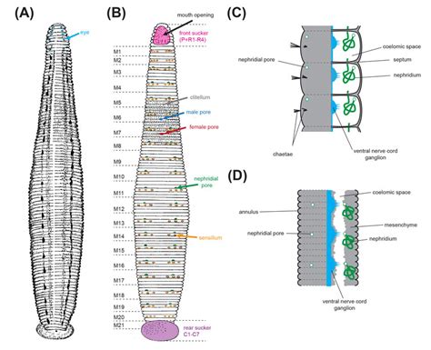 Features of the leech body plan. (A): Dorsal view of the medicinal ...