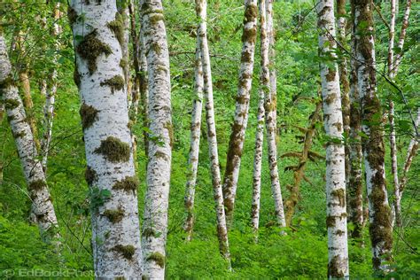 red alder forest duckabush river valley olympic nf | EdBook.Photo