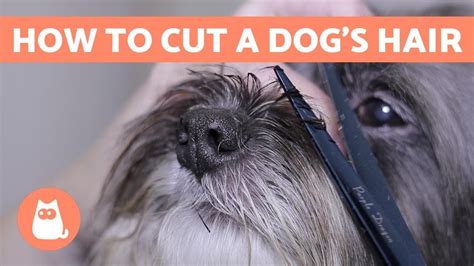 How to Cut a Dog’s Hair? ???? BASIC GROOMING Tutorial – HousePetsCare.com