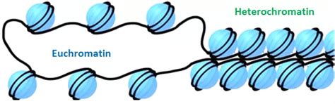 Difference Between Euchromatin And Heterochromatin - VIVA DIFFERENCES