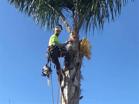 Palm Tree Removal Services | Jim’s Trees NZ