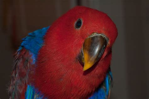 Eclectus Parrots: Loyal Companions - Everything Birds Online