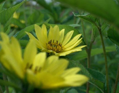 Helianthus Hybrid Lemon Queen | Verschoor Horticulture