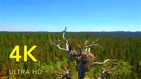 Breathtaking Forests in 4K ULTRA HD - YouTube