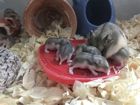 Campbell's dwarf hamster Rodents For Sale | Atglen, PA #334571