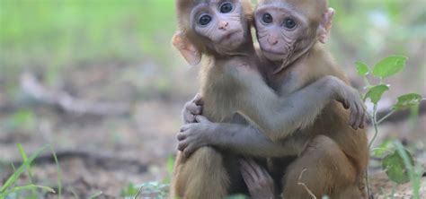 Orphaned Baby Monkeys Heal Through Friendship at Wildlife SOS - Wildlife SOS