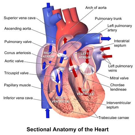 Schematic Diagram Of Heart