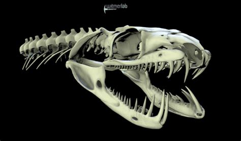 Snake Mouth Anatomy