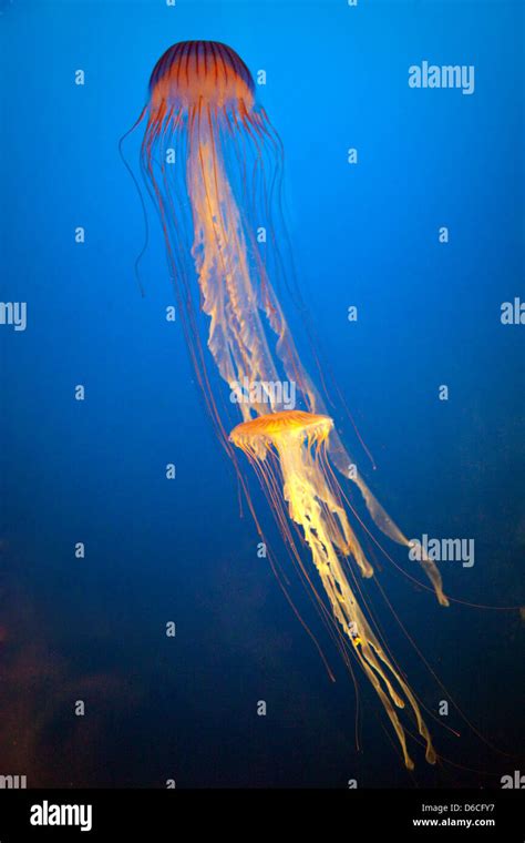 Jellyfish in Vancouver Aquarium Stock Photo - Alamy