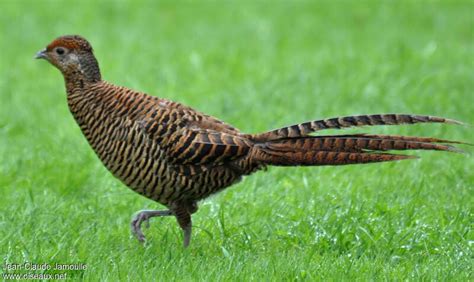 Lady Amherst's Pheasant - Chrysolophus amherstiae female adult - jcja83359