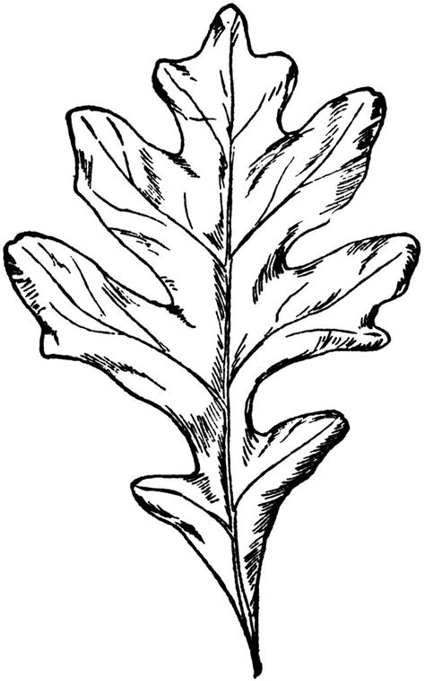 Oak Leaf Clipart Black And White