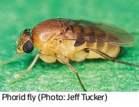 News - Figuring Out Phorids (often called coffin flies or scuttle flies)