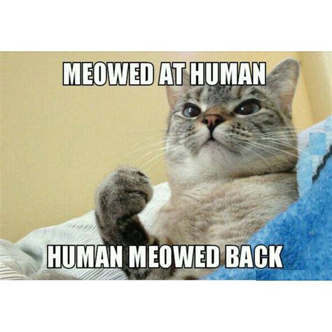 Meow:-) | Funny cat memes, Funny animals, Funny animal pictures