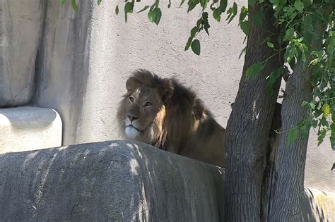 Louisville Zoo Announces Reopening Day and New Procedures [VIDEO]