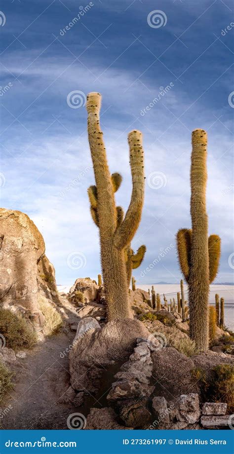 Cactus Island in the Salar De Uyuni in the Bolivian Altiplano Stock Image - Image of cactus ...