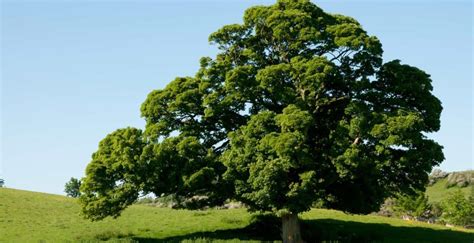 Queen Elizabeth's Oak, Greenwich Park