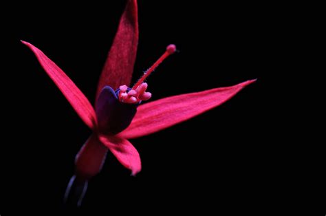 Cheekyangels photography: Macro Flower & black background with dslr camera 1 x flash gun