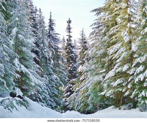 Beautiful Snowy Evergreen Trees Snow Covered Stock Photo (Edit Now ...