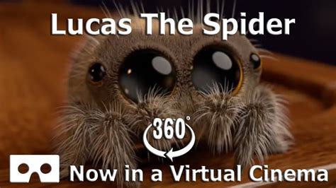 Memes Cute Memes Lucas The Spider - Meow... | Spider meme, Spiders ...