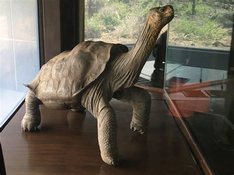 a large turtle walking on top of a wooden floor next to a glass wall with trees in the background