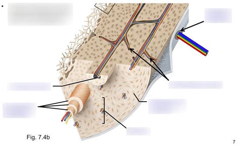 Osteon structure Diagram | Quizlet
