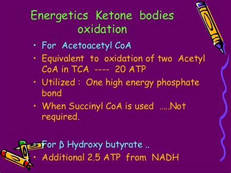 Ketone Body Metabolism