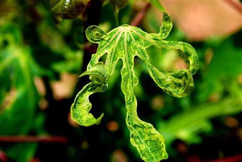 Diseased Cassava Leaf [IMAGE] | EurekAlert! Science News Releases