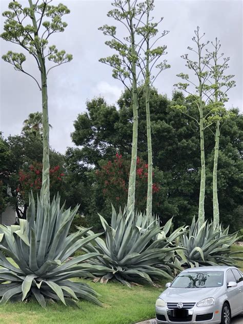 I drive by these massive Agave Americana plants every day, and I’m ...