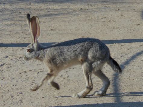 Black Earred Jack Rabbit Running Photograph by Don Kreuter