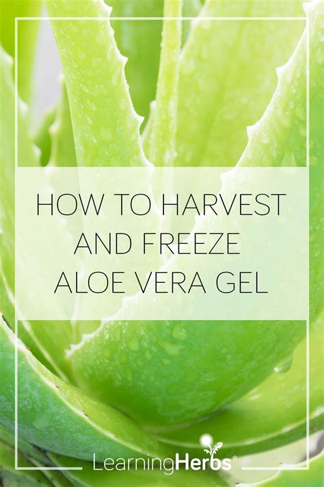 How to Harvest and Freeze Aloe Vera Gel Aloe Vera Uses, Fresh Aloe Vera ...