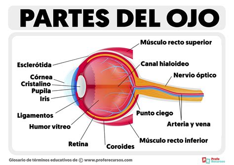 Partes del Ojo | Estructura del Ojo