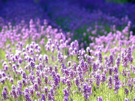 Lavender_Season_in_Hokkaido_Japan | Kyuhoshi