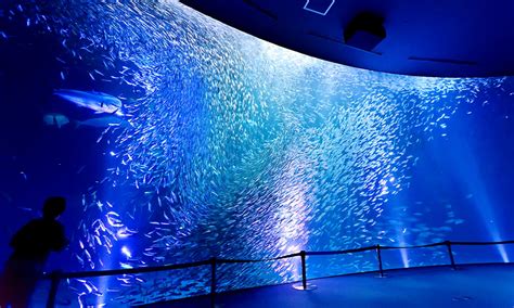 English｜The Website of the Port of Nagoya Public Aquarium