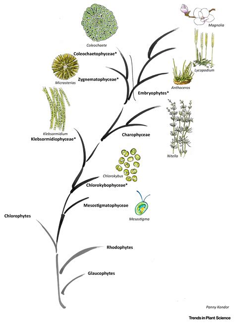 Why Plants Were Terrestrial from the Beginning: Trends in Plant Science