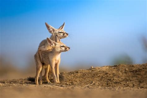 Indian Fox Pups Stock Photo - Download Image Now - iStock