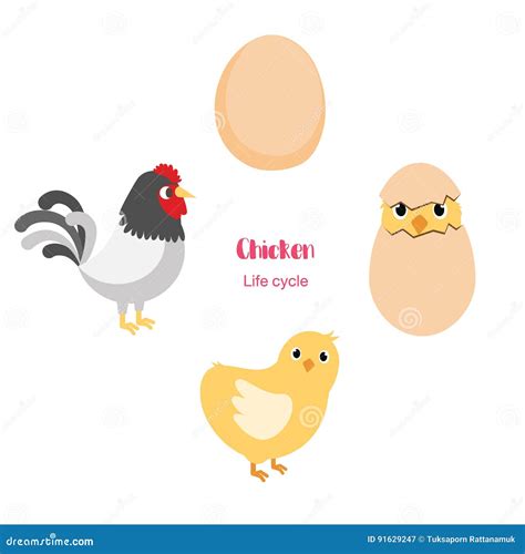 Chicken egg life cycle stock vector. Illustration of graphic - 91629247